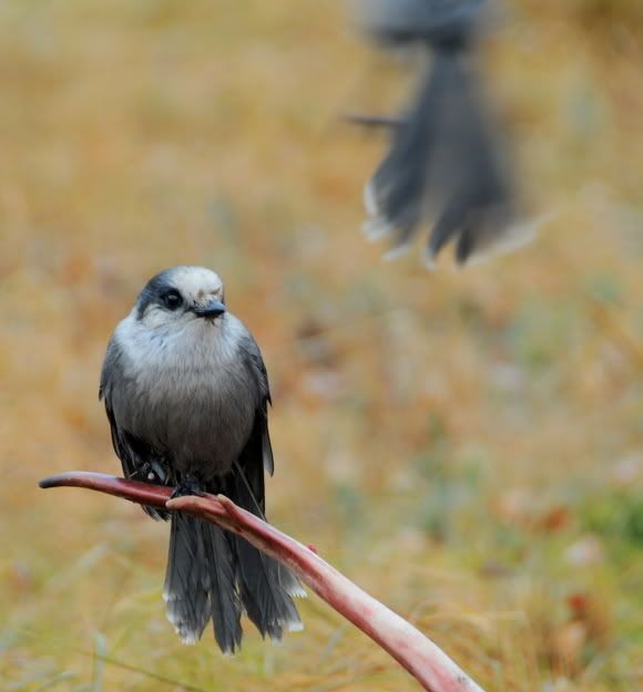 Tundratantrum Camp Robber